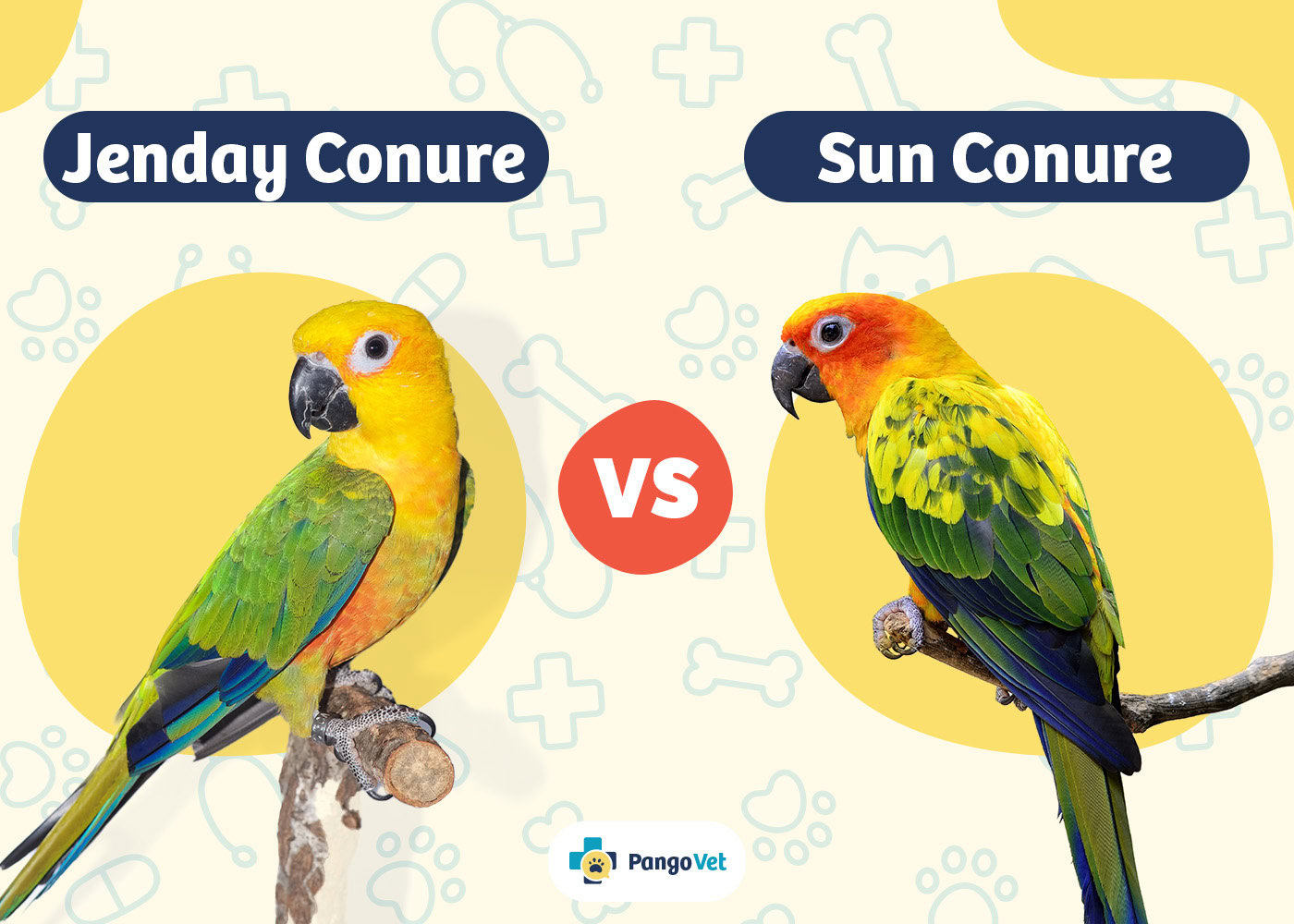 PangoVet_Jenday Conure vs Sun Conure