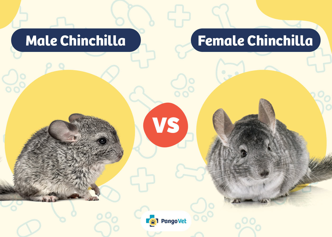 PangoVet_Male Chinchilla vs Female Chinchilla