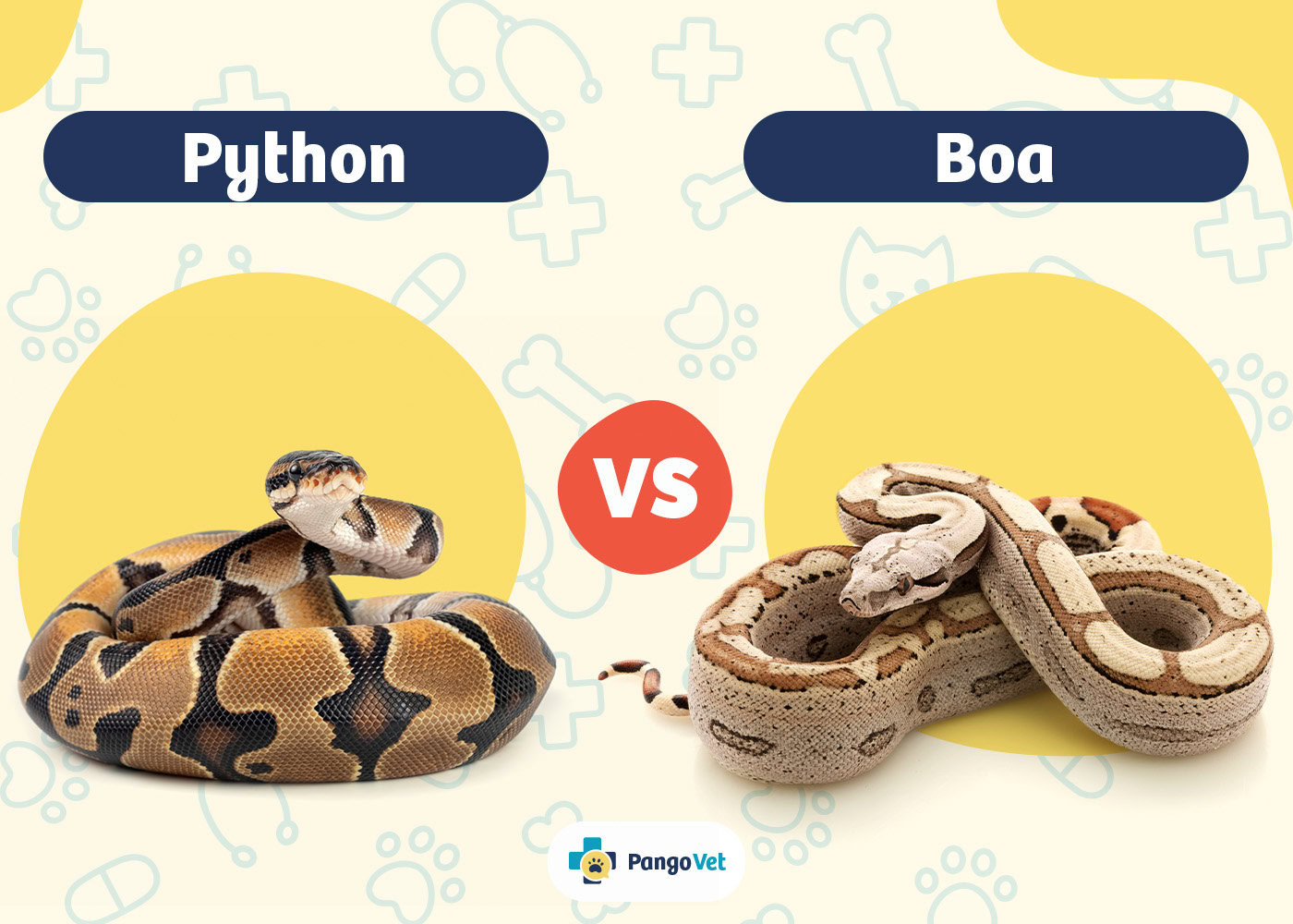 PangoVet_Python vs Boa