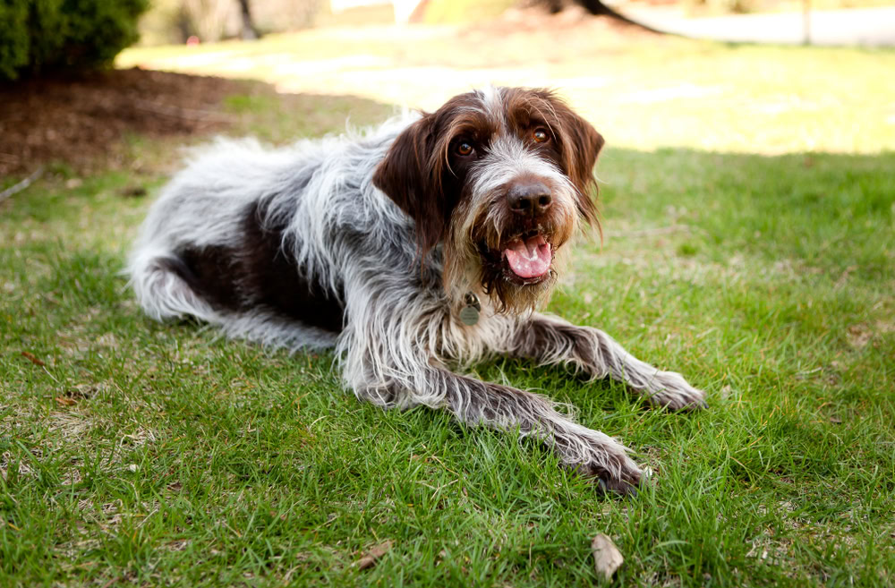 Wirehaired Pointing Griffon lying in the grass