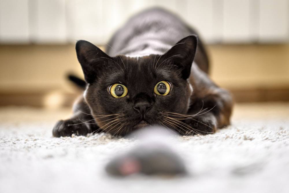 Cat hunting toy mouse at home