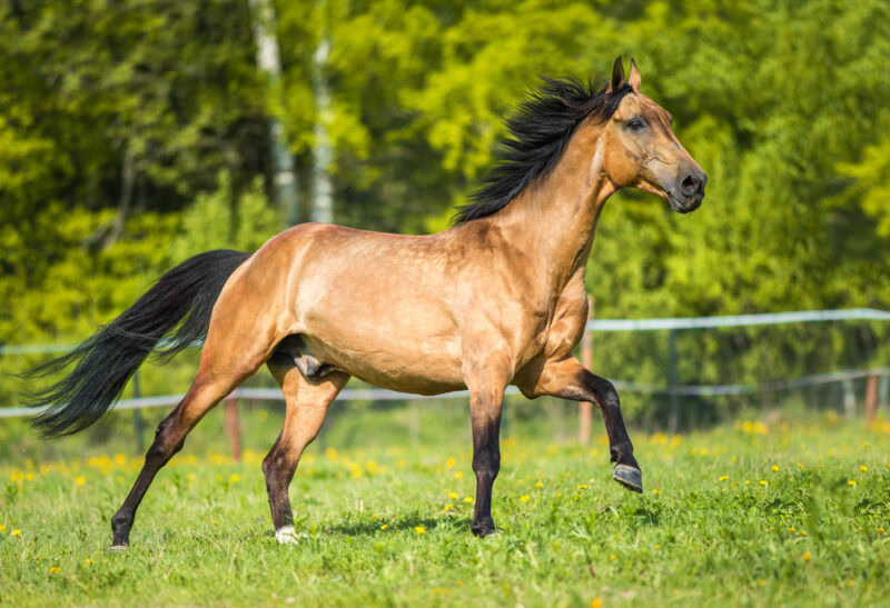 Golden-bay-Akhal-teke-horse-runs-gallop-on-the-meadow