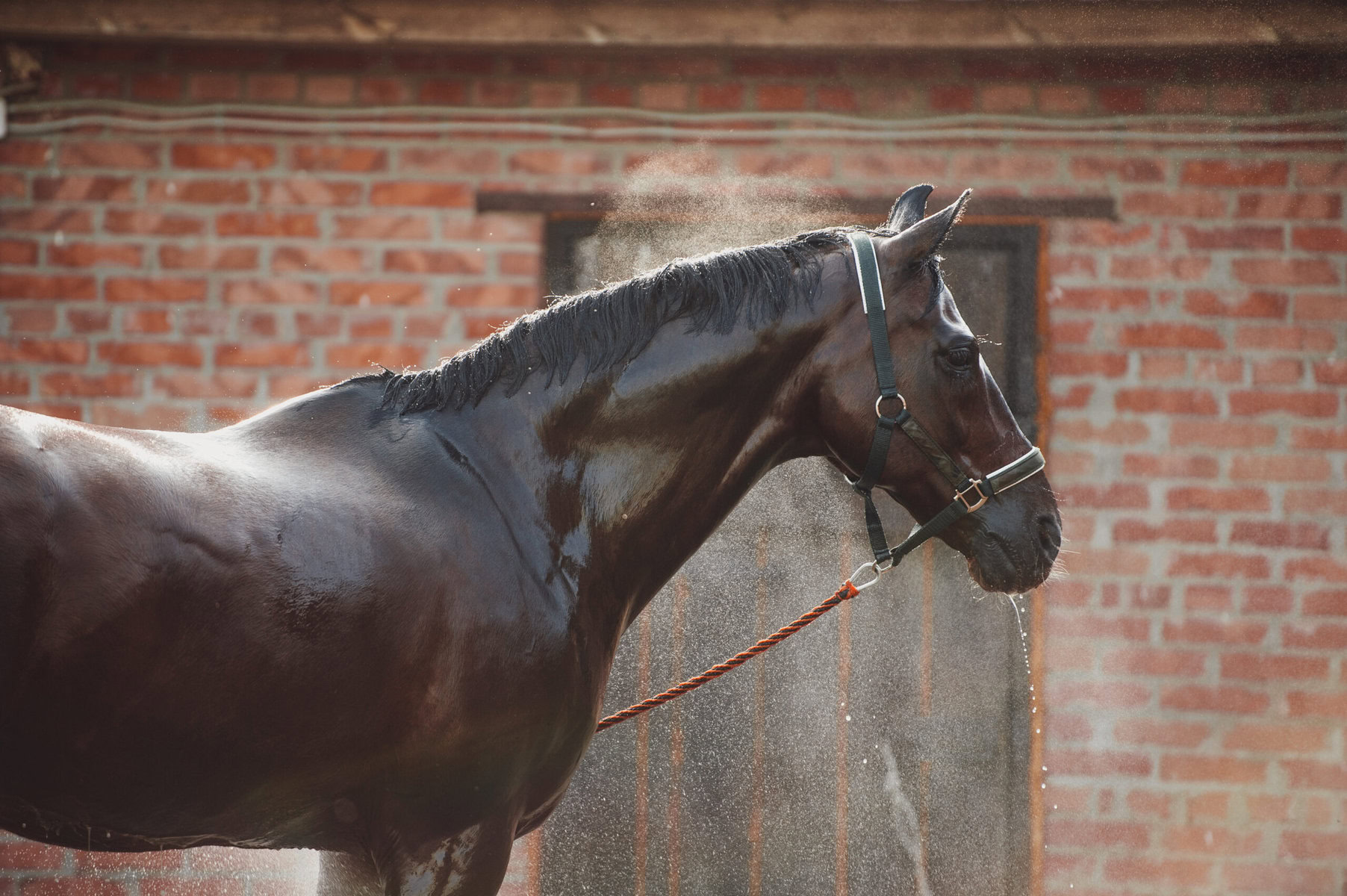 Horse portrait in spray of water