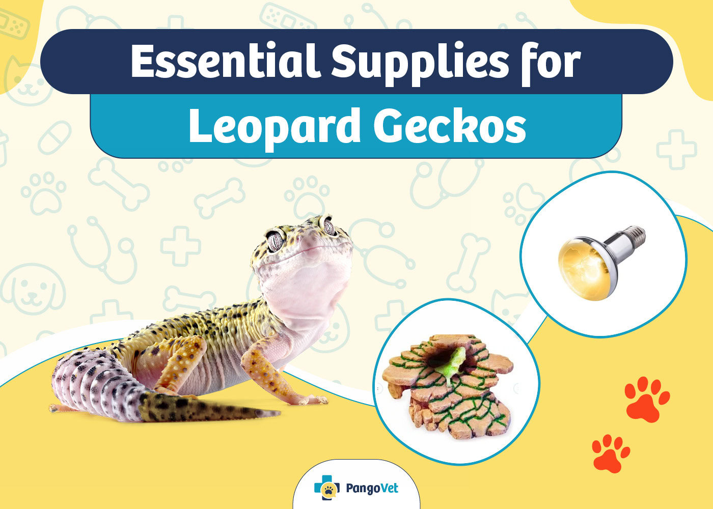 PangoVet_Essential Leopard Gecko Supplies