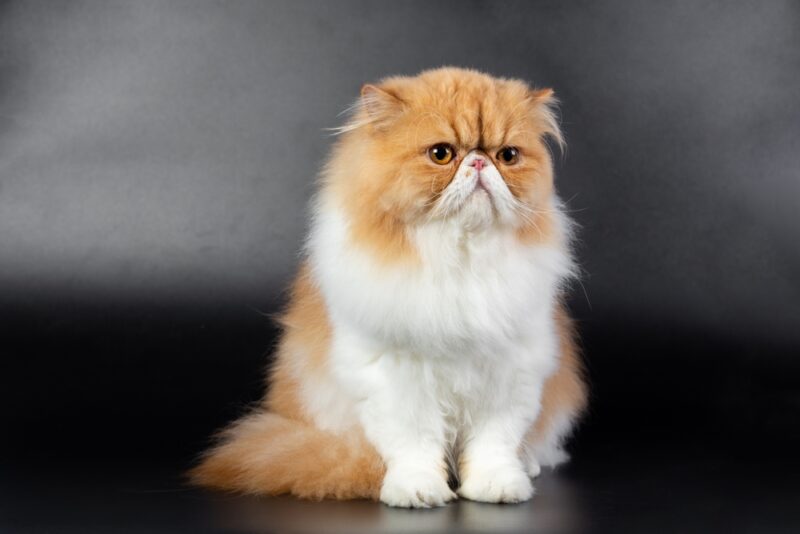 Red white Persian on black background