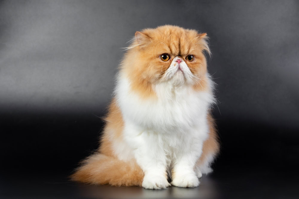 Red white Persian on black background