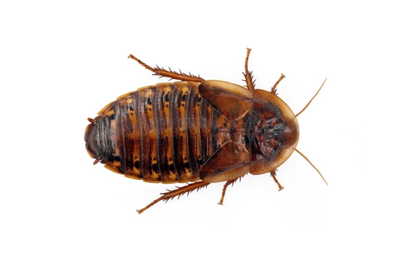Argentinian wood roach, Blaptica dubia, female cockroaches isolated on white background