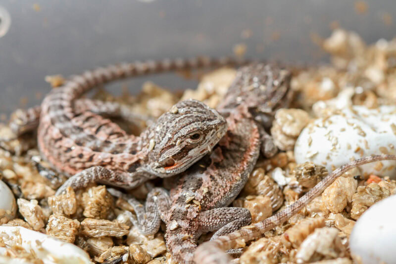 bearded dragon close up