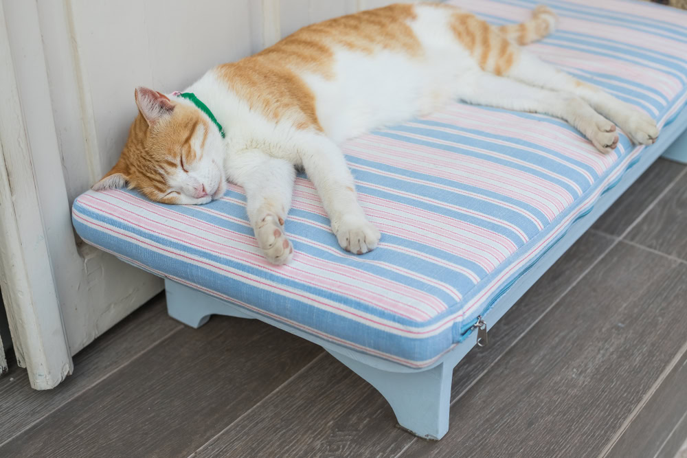 cat sleeping at cat bed outdoors
