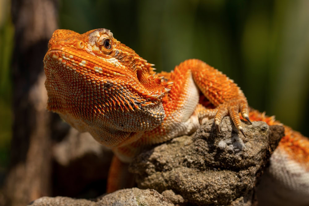 close up of bearded dragon crawling on a rock