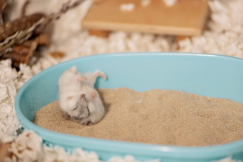 hamster cleaning fur on sand in blue bathtub