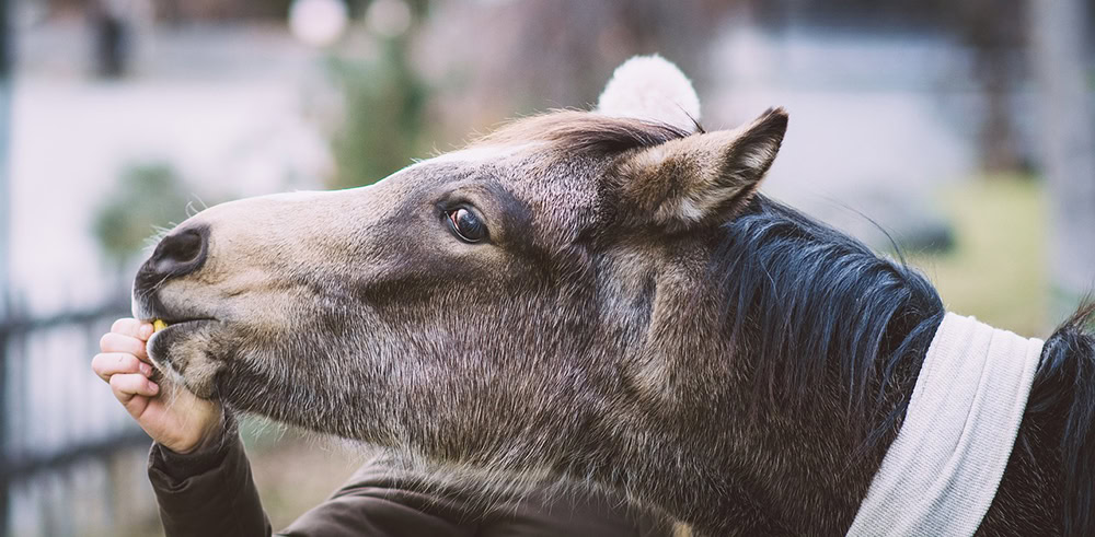 person giving supplement to a mule horse