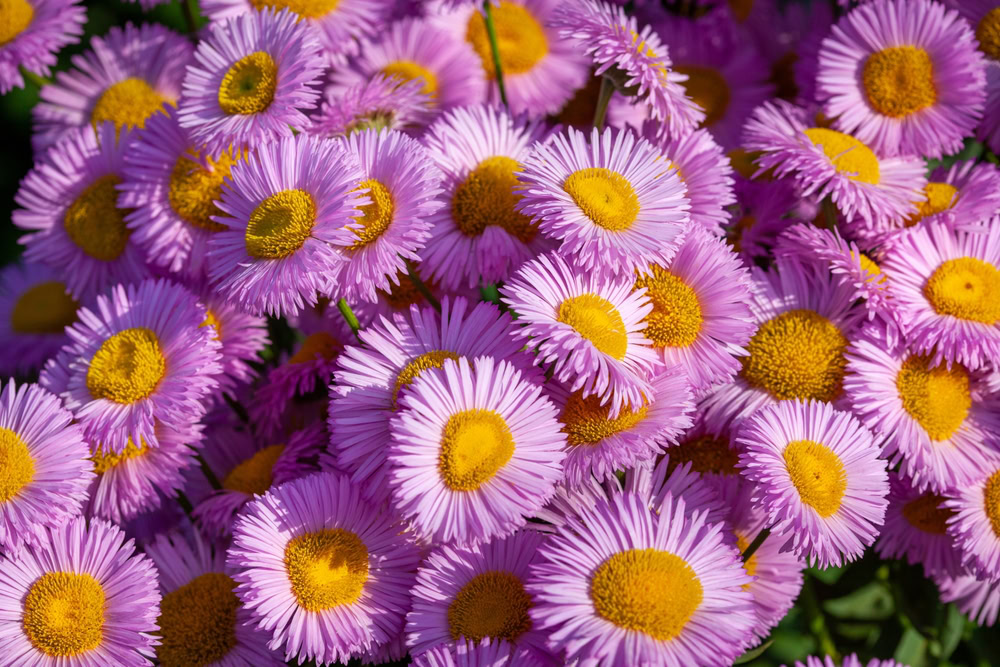 pink asters