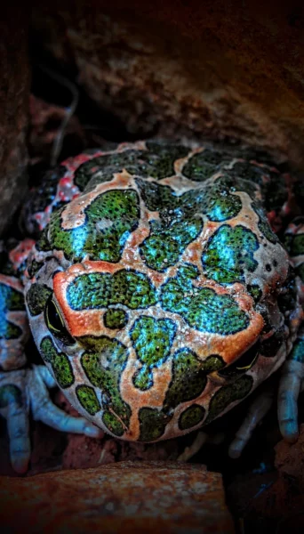 samurai-blue-line-ornate-pacman-frog