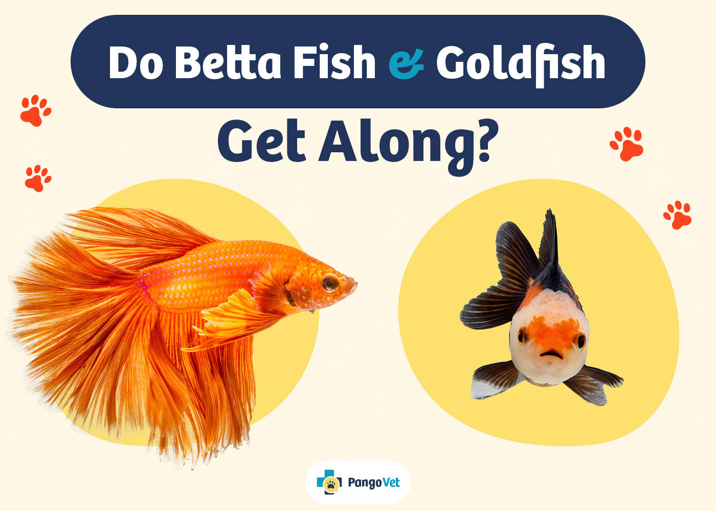 PangoVet_Betta Fish & Goldfish Get Along_v1_Aug 9 2024