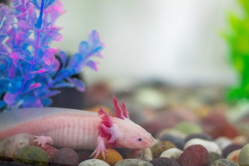 axolotl-in-the-tank