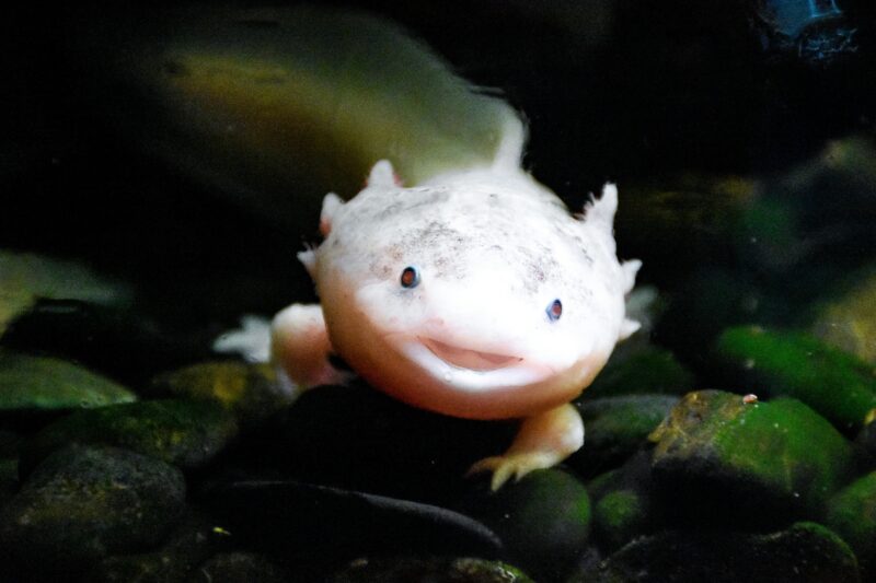 axolotl close up