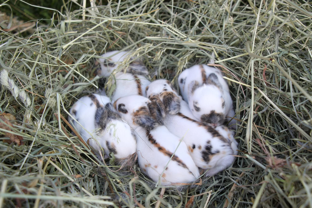 newborn rabbits