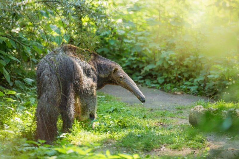 Giant anteater walking through the grass