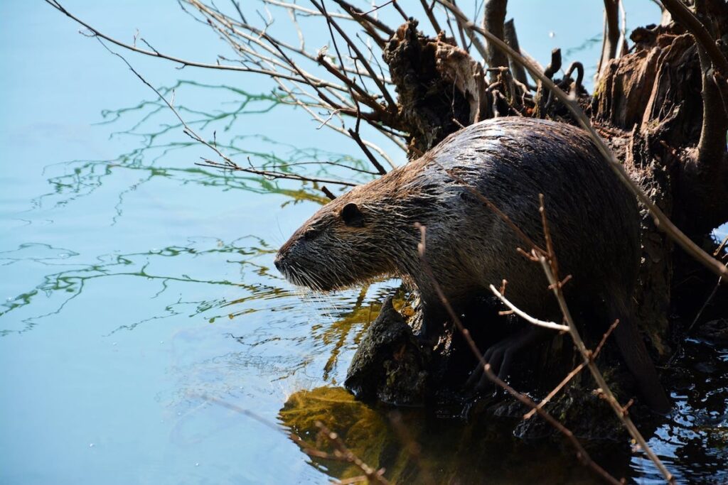 Beaver entering the water