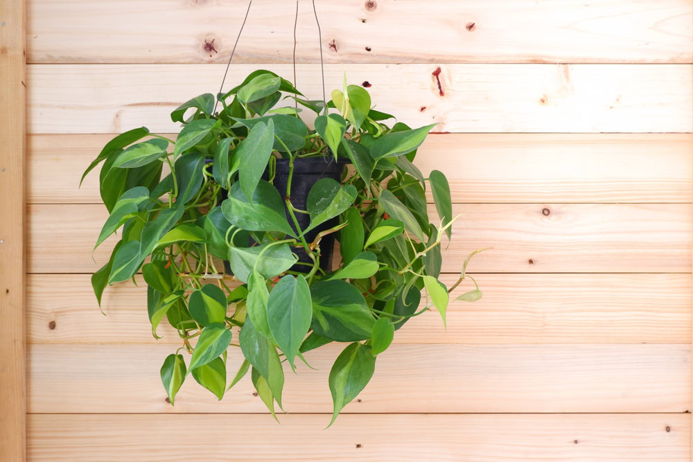 Heartleaf Philodendron (Philodendron hederaceum)
