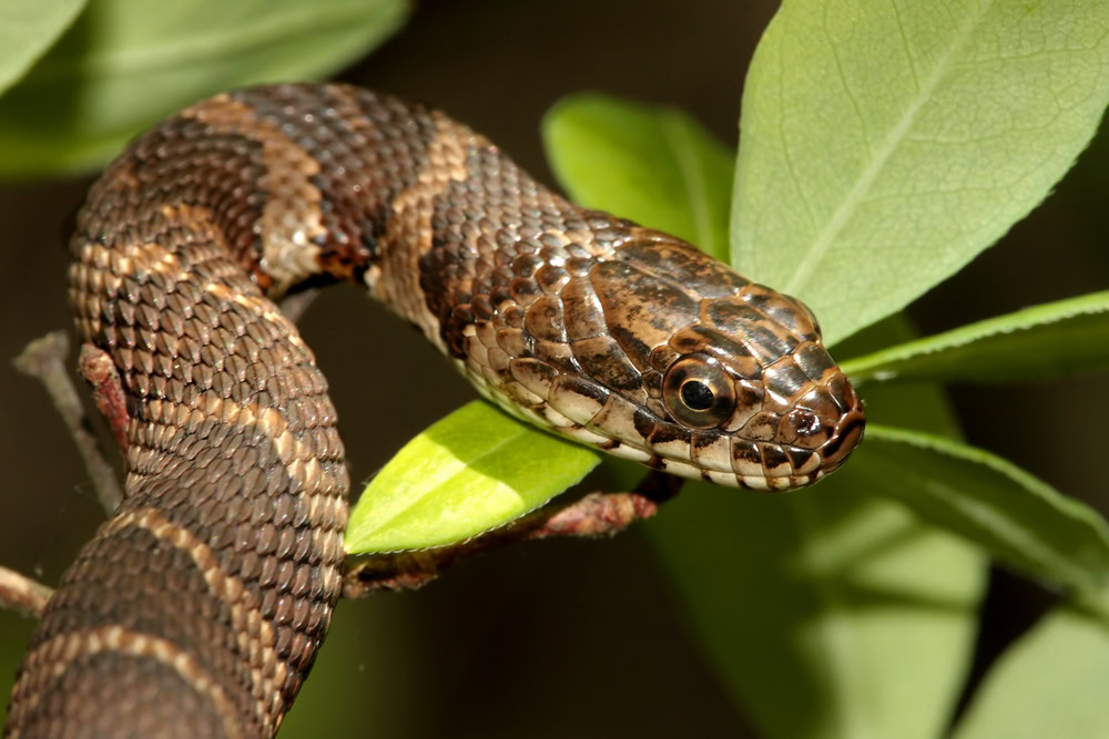 Northern-Water-Snake-nerodia-sipedon-climbing-in-a-tree