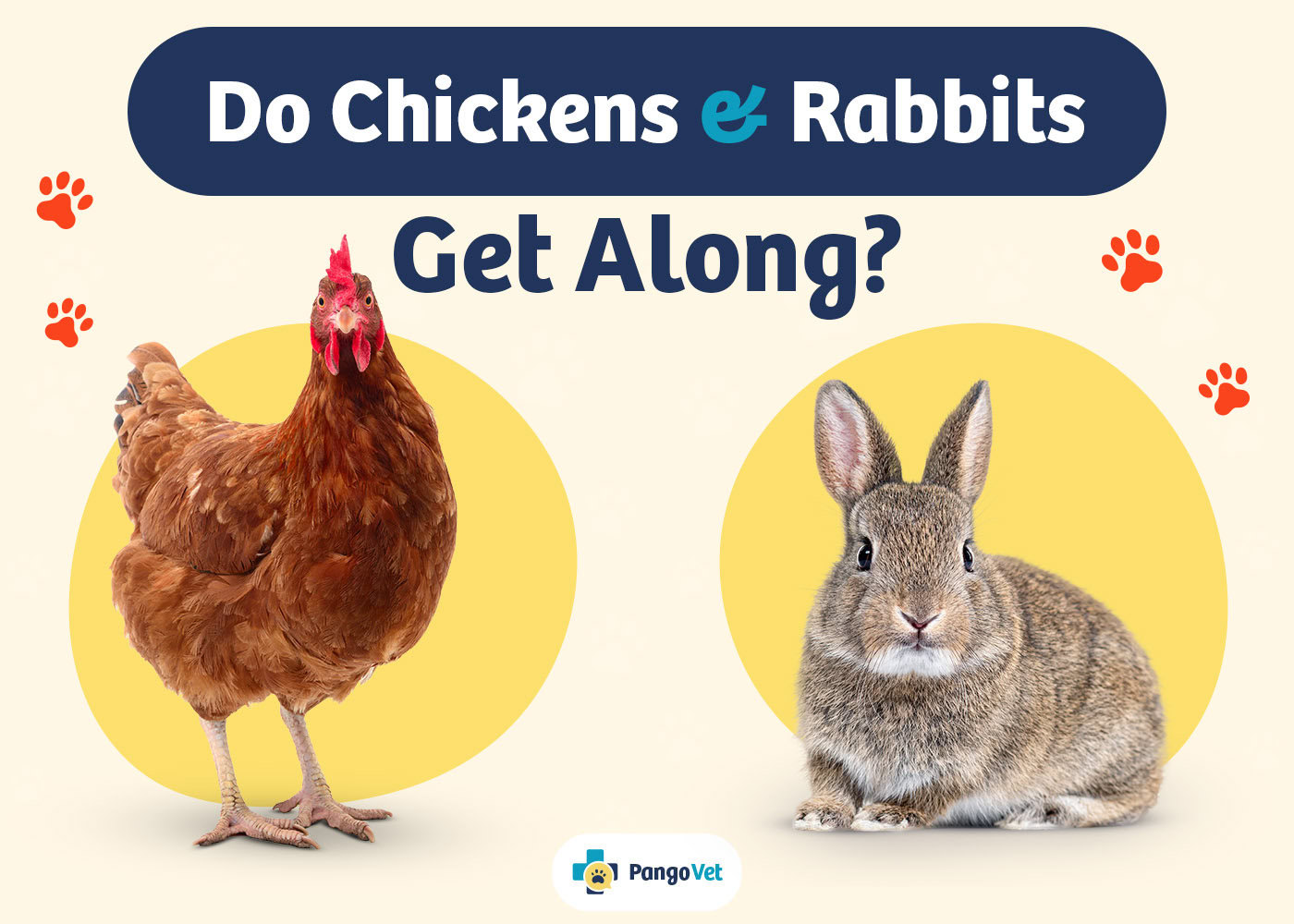 PangoVet_Chickens Rabbits Get Along_v1_Aug 9 2024