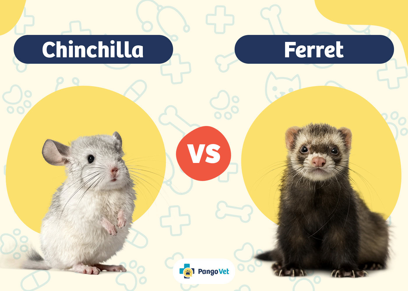 PangoVet_Chinchilla vs Ferret
