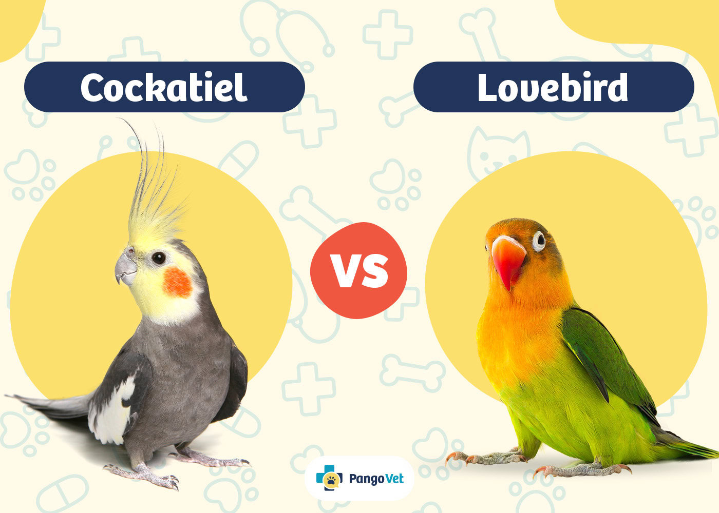 PangoVet_Cockatiel vs Lovebird