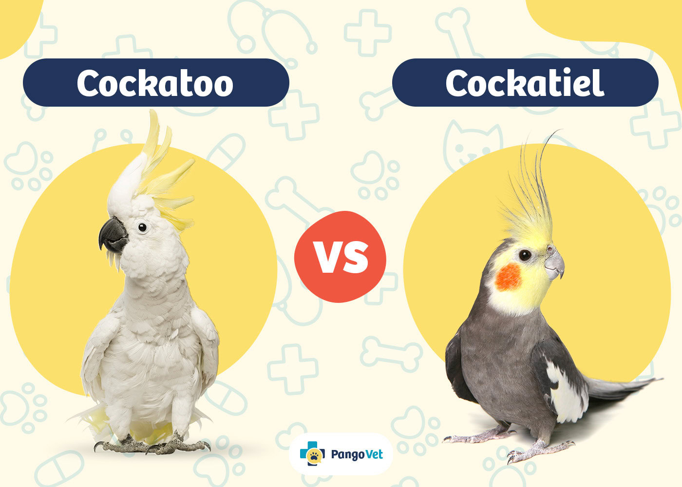 PangoVet_Cockatoo vs Cockatiel