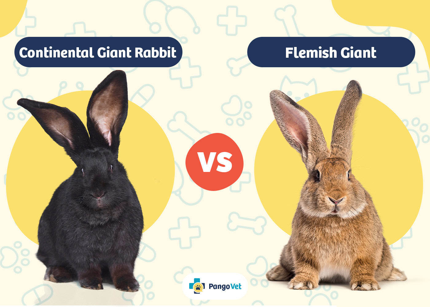 PangoVet_Continental Giant Rabbit vs Flemish Giant