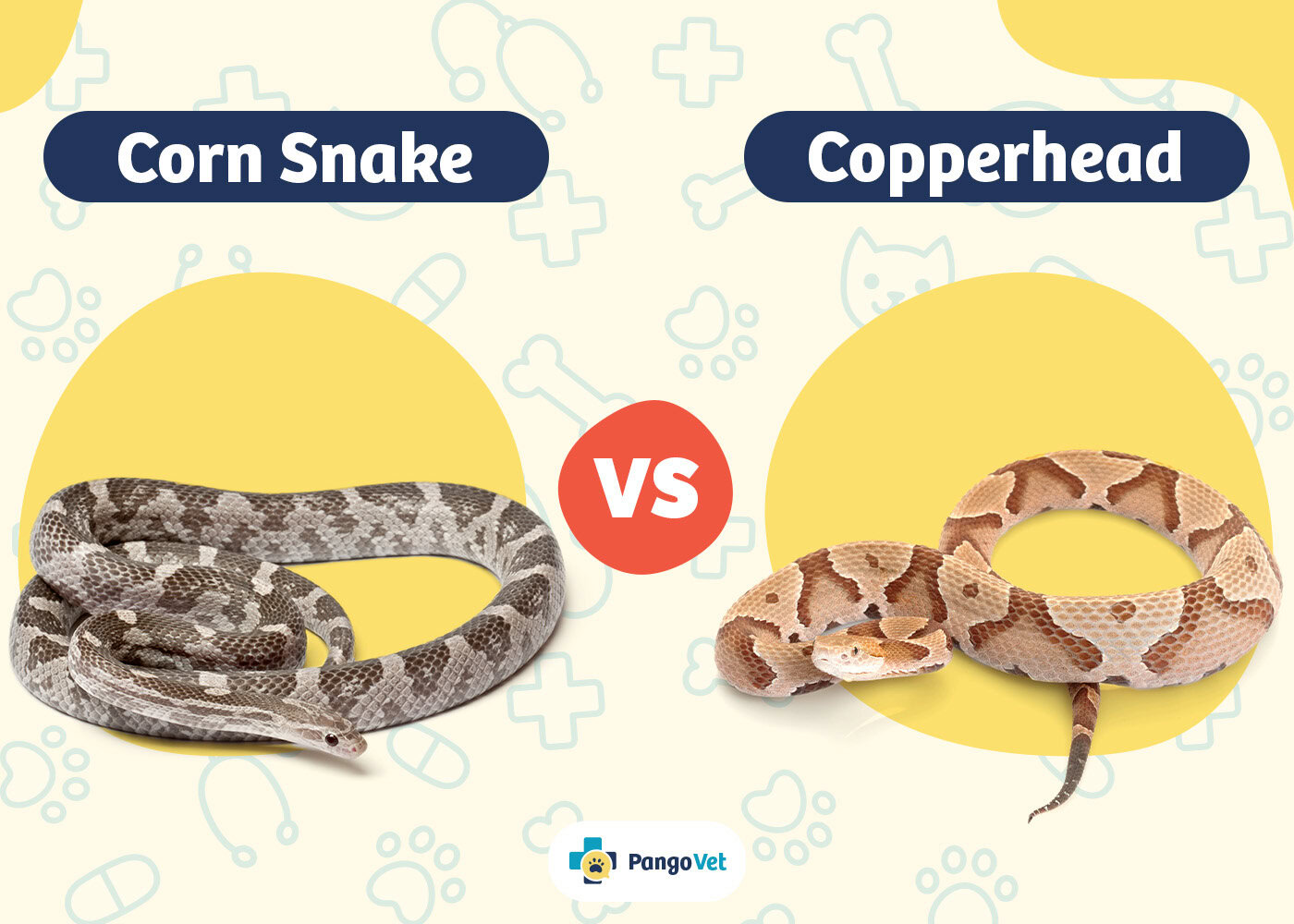 PangoVet_Corn Snake vs Copperhead