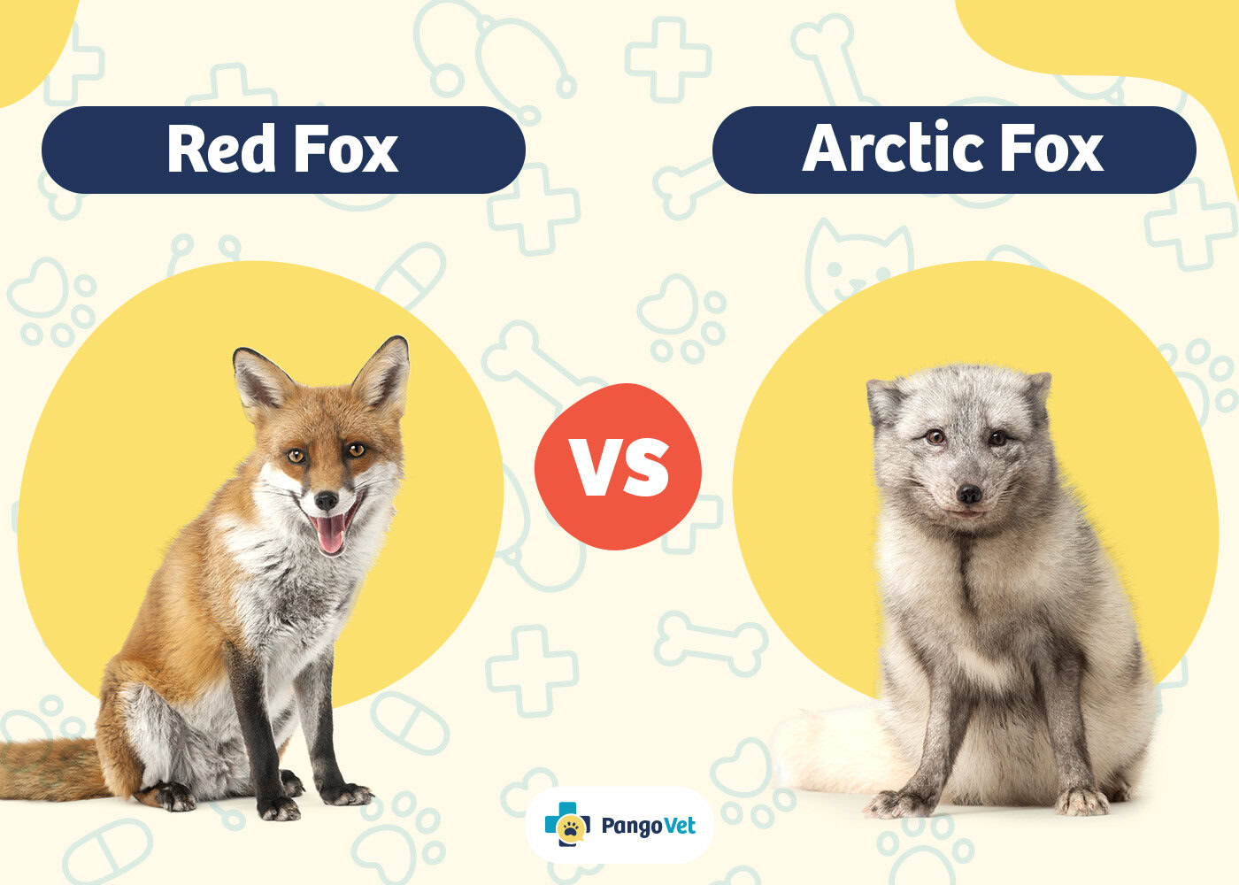 PangoVet_Red Fox vs Arctic Fox