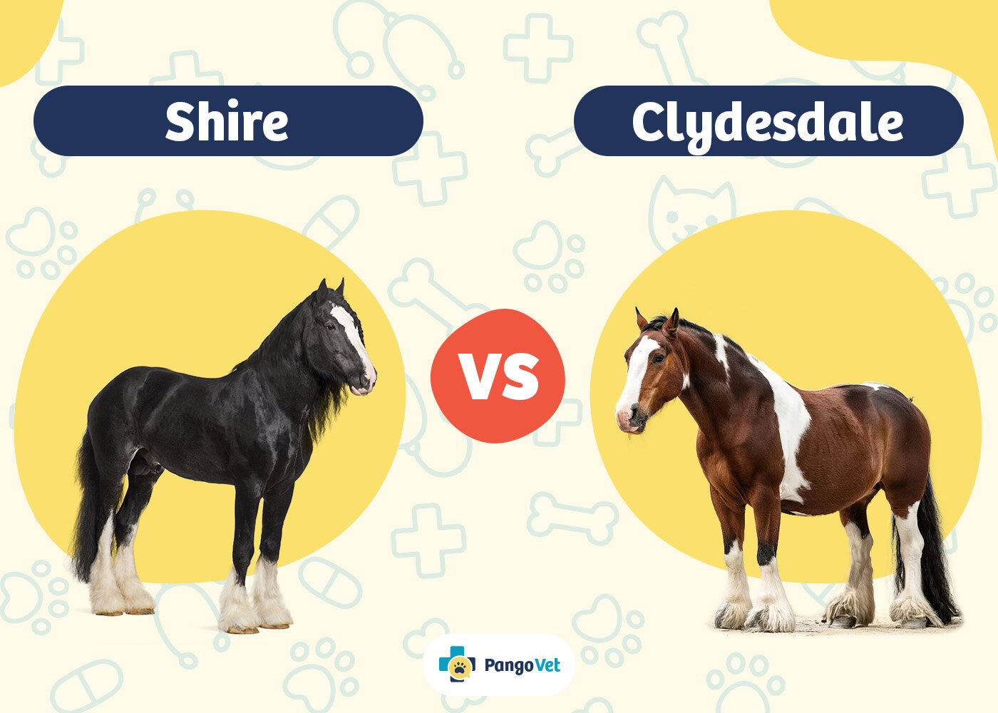 PangoVet_Shire vs Clydesdale