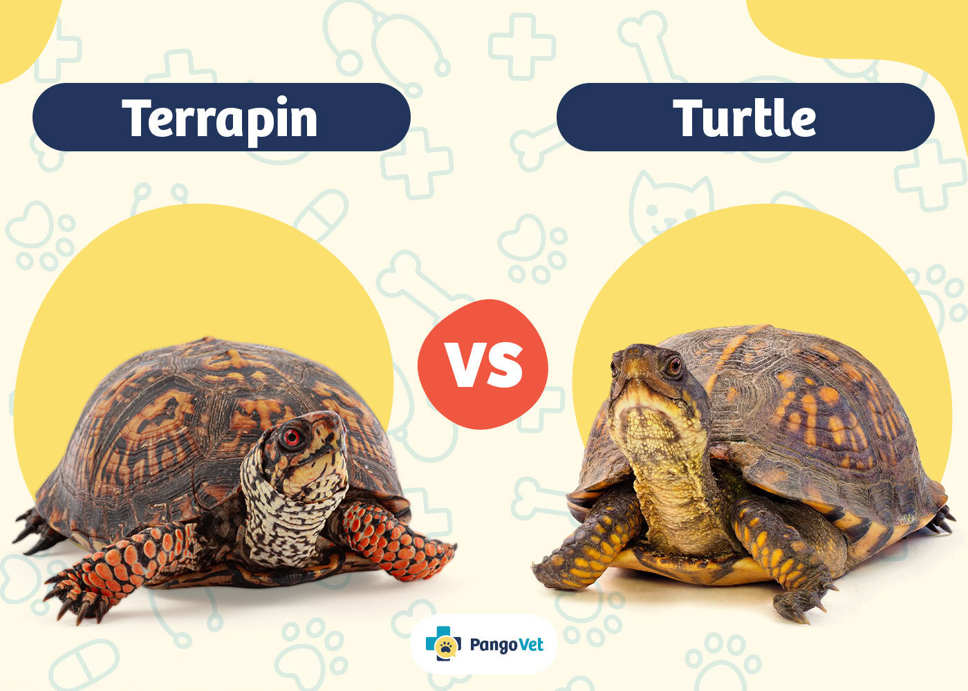 PangoVet_Terrapin vs Turtle