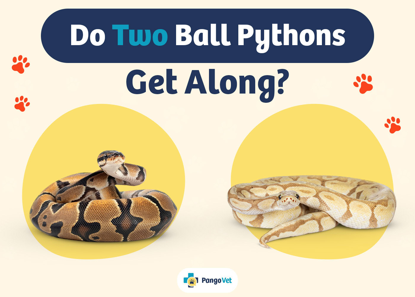 PangoVet_Two Ball Pythons Get Along_v1_Aug 9 2024