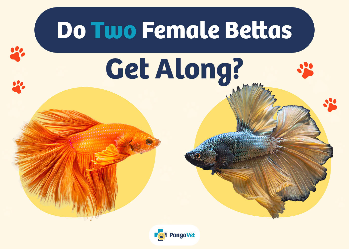 PangoVet_Two Female Bettas Get Along_v1_Aug 9 2024