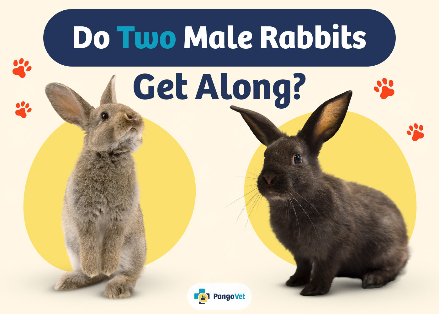 PangoVet_Two Male Rabbits Get Along_v1_Aug 9 2024