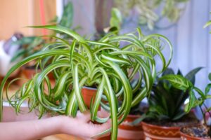 Potted Chlorophytum comosum in hands