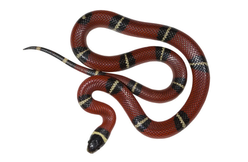 Sinaloan Milk Snake