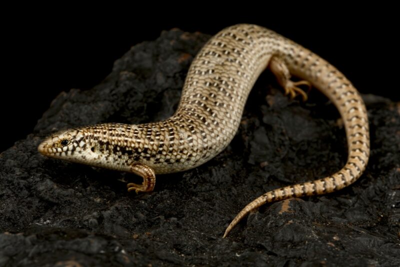The-Ocellated-skink (Chalcides-ocellatus)