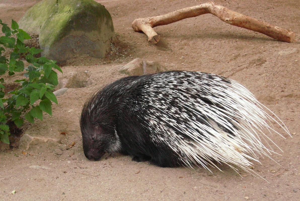 old world porcupine