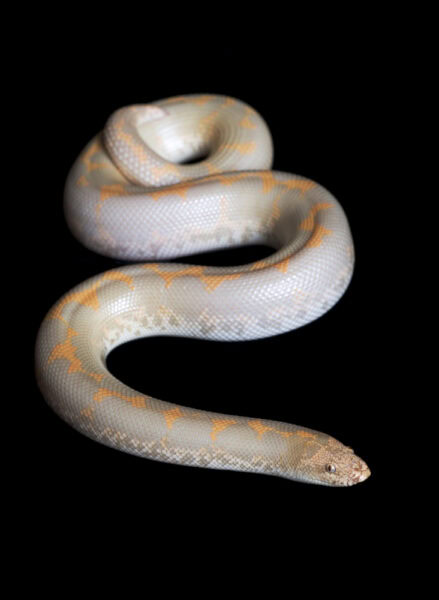 albino-stripe-kenyan-sand-boa