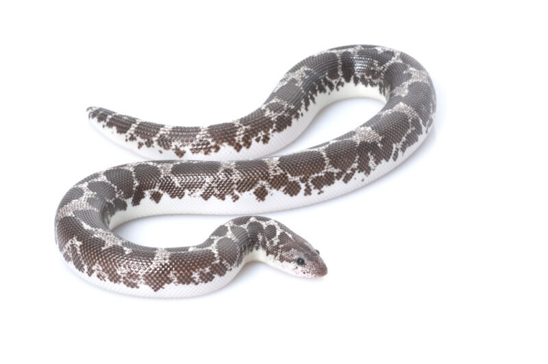 anerythristic-kenyan-sand-boa