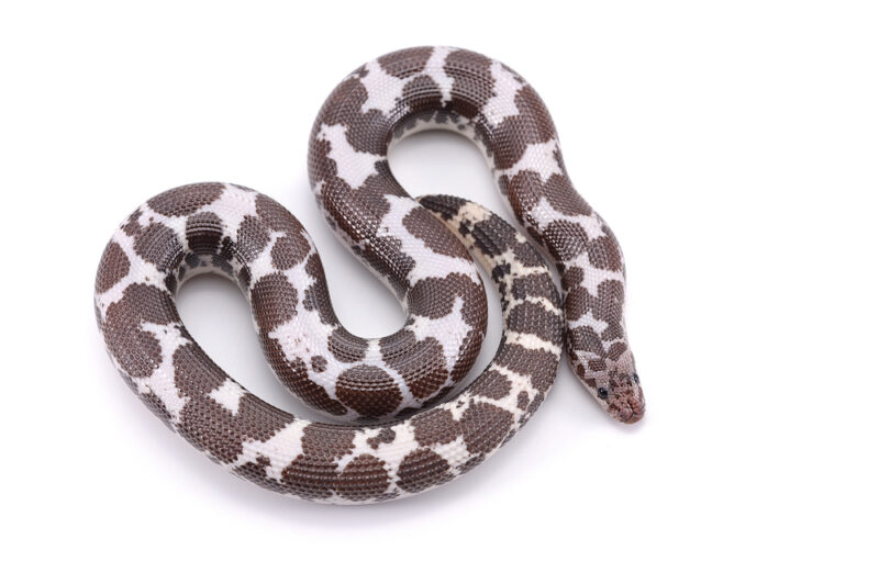 anerythristic-paint-kenyan-sand-boa