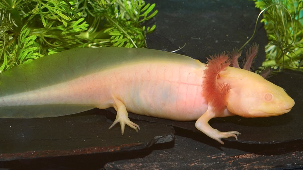 axolotl, albino variant