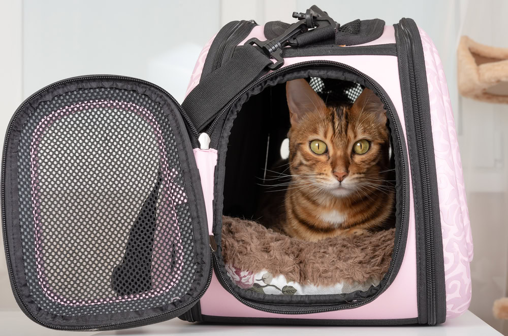 cat in a soft carrying bag