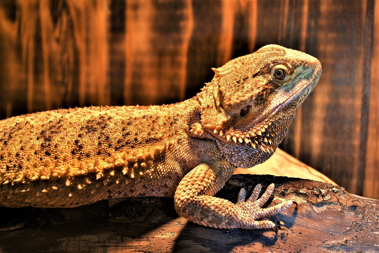 central-bearded-dragon-side-view