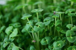 chia seeds Salvia hispanica plant newly sprouting growing