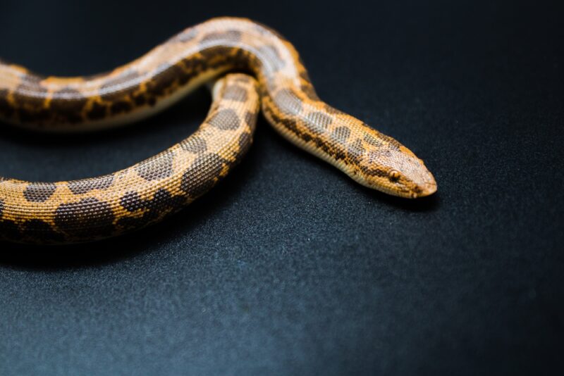 dodoma-kenyan-sand-boa
